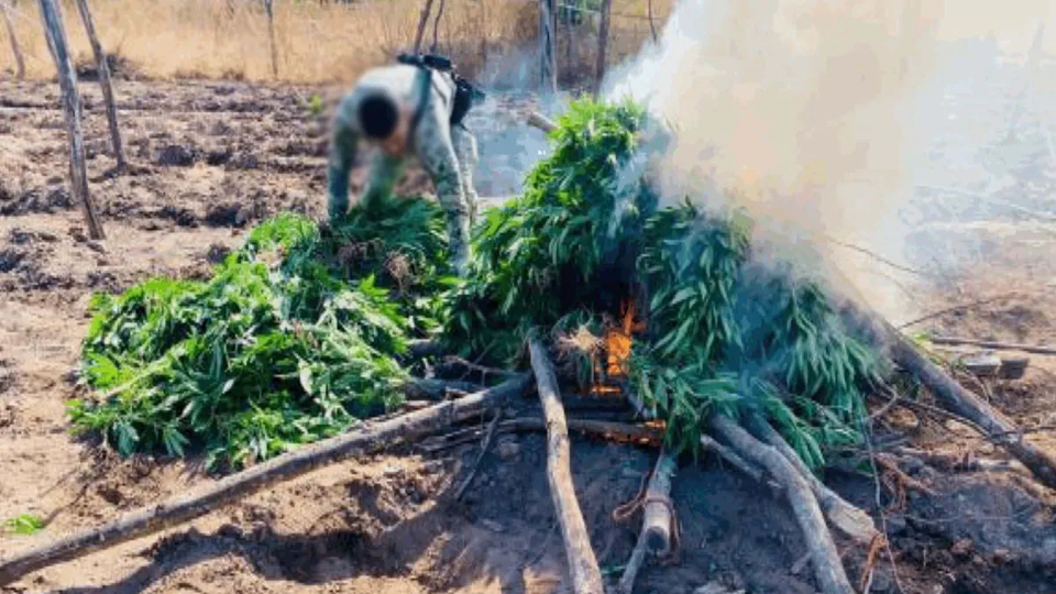 Marina destruye plantío de marihuana en Sinaloa