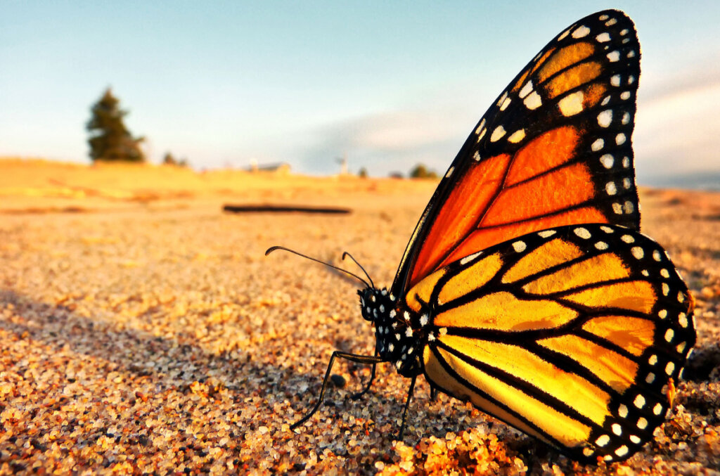 Mariposa monarca entra a la lista roja de especies en peligro