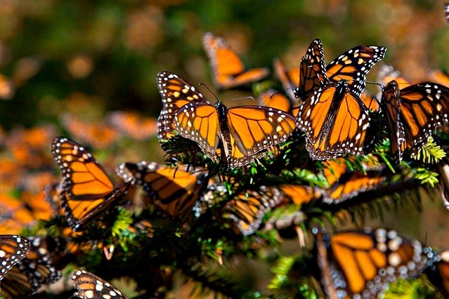 Alistan reapertura de santuarios de la Mariposa Monarca