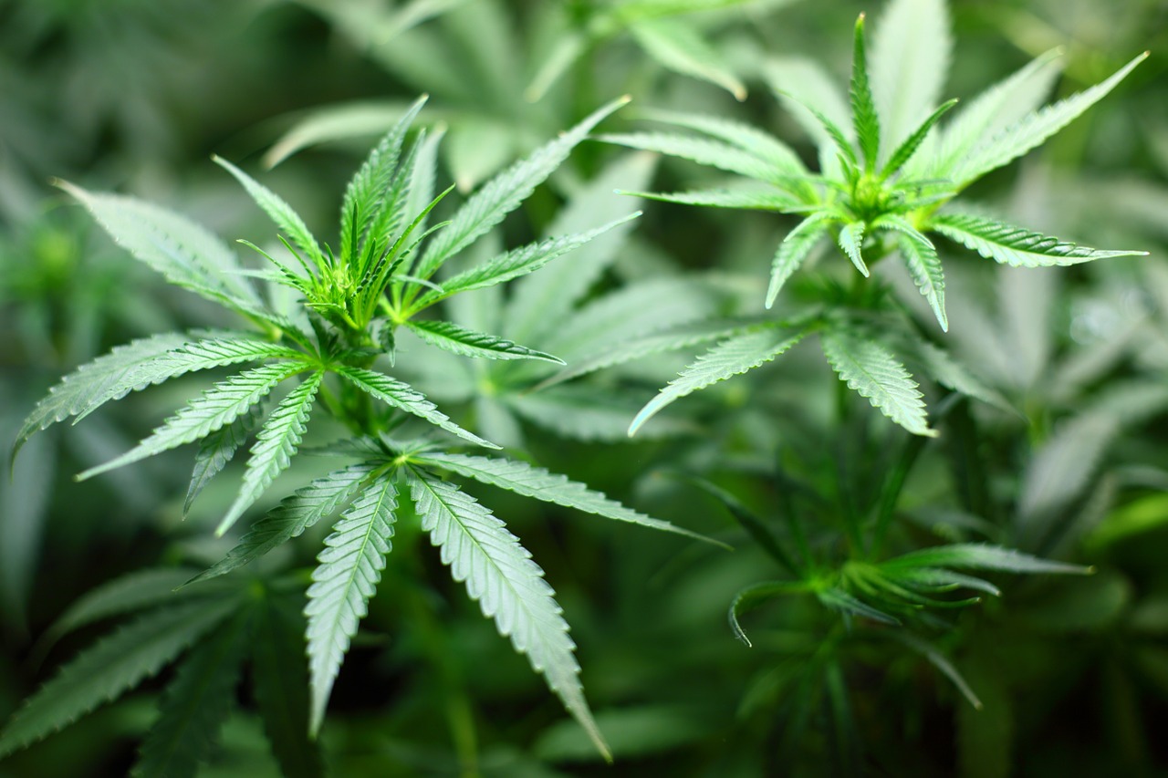 Agentes aseguraron 17 plantas de marihuana en Ixtacuixtla