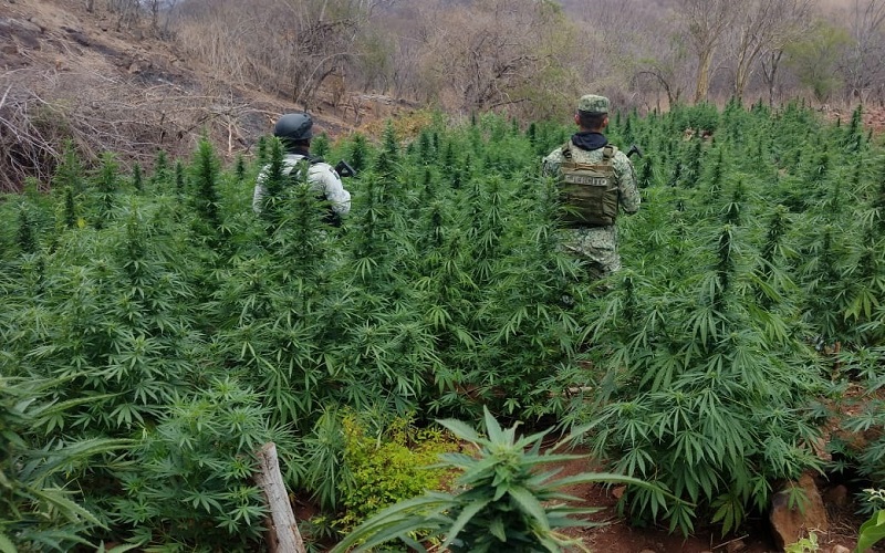 Destruye Ejército más de 2 mil plantíos de amapola y marihuana en Durango