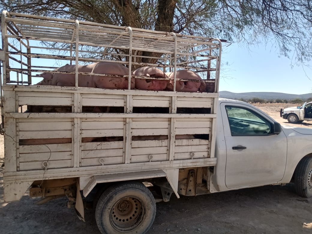 Policías de Tecamachalco recuperan camioneta cargada con marranos 