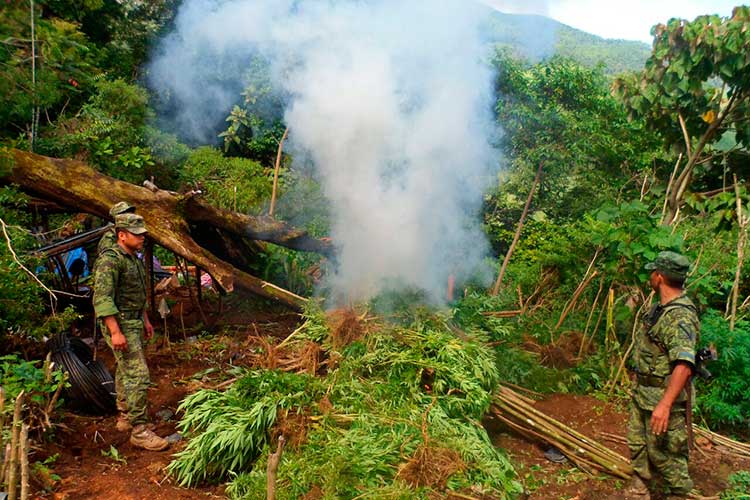 Destruye Ejército dos plantíos de marihuana en Coyomeapan
