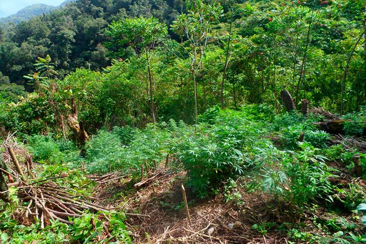 Destruye Ejército dos plantíos de marihuana en Coyomeapan