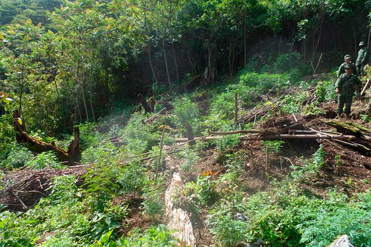 Destruye Ejército dos plantíos de marihuana en Coyomeapan