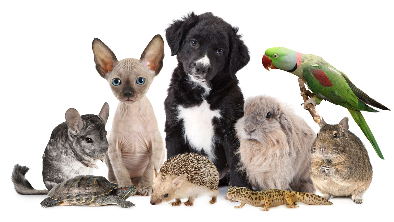 Rescatan animales de venta clandestina en Analco 
