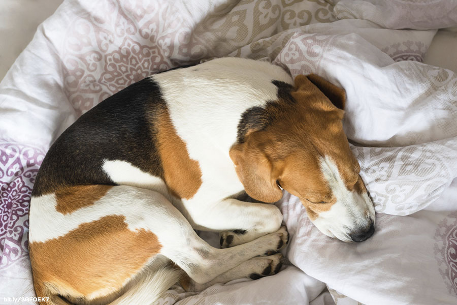 Perros y gatos, esto debes hacer en esta época de frío