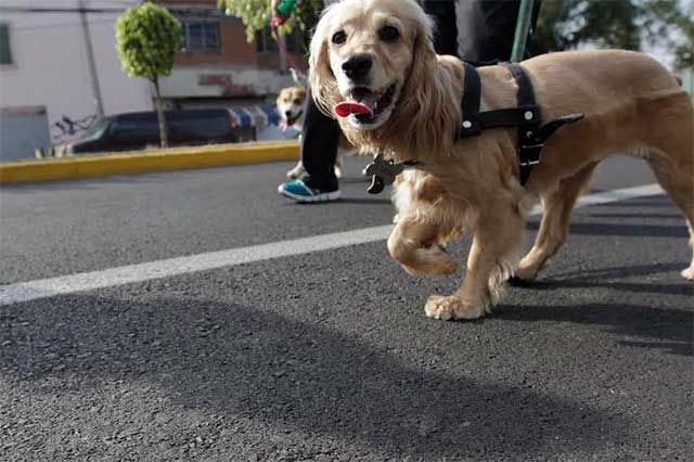 Emiten 40 multas por maltrato animal en San Pedro Cholula