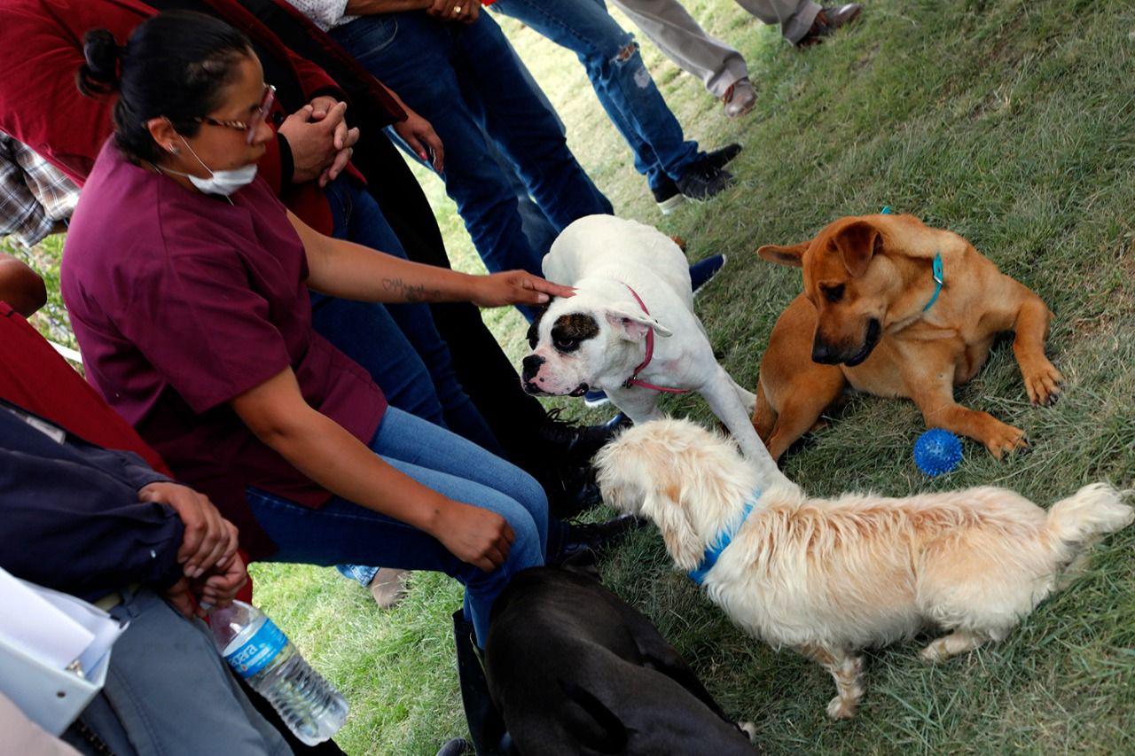 Ayuntamiento de Puebla resguarda canes rescatados de la mataperros 