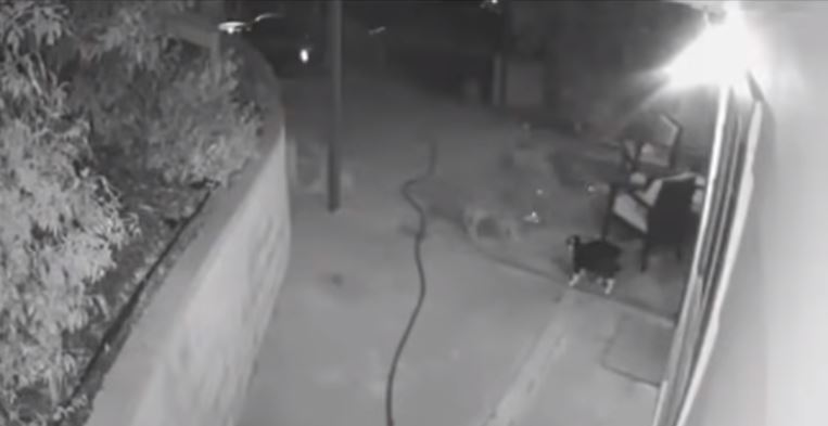 VIDEO Para defender a su dueña, gatito enfrenta a tres coyotes