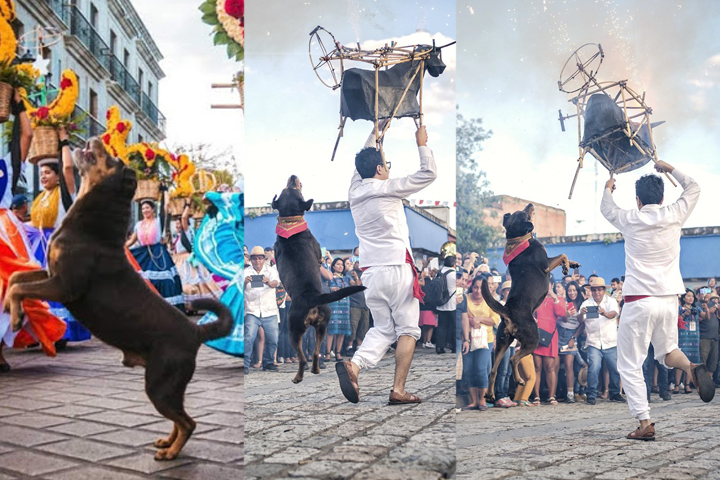 En Oaxaca al popular perro de las calendas, le prohíben asistir