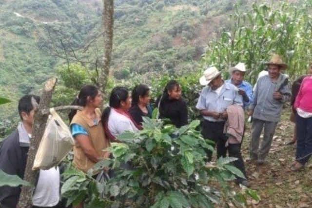 Inició reconversión de 600 hectáreas de cultivo en Huauchinango