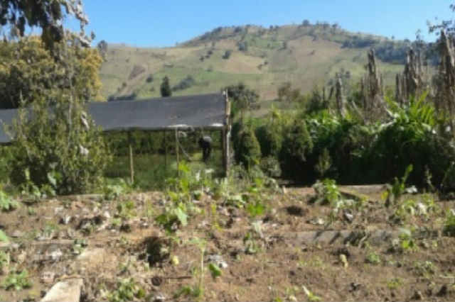 Inició reconversión de 600 hectáreas de cultivo en Huauchinango