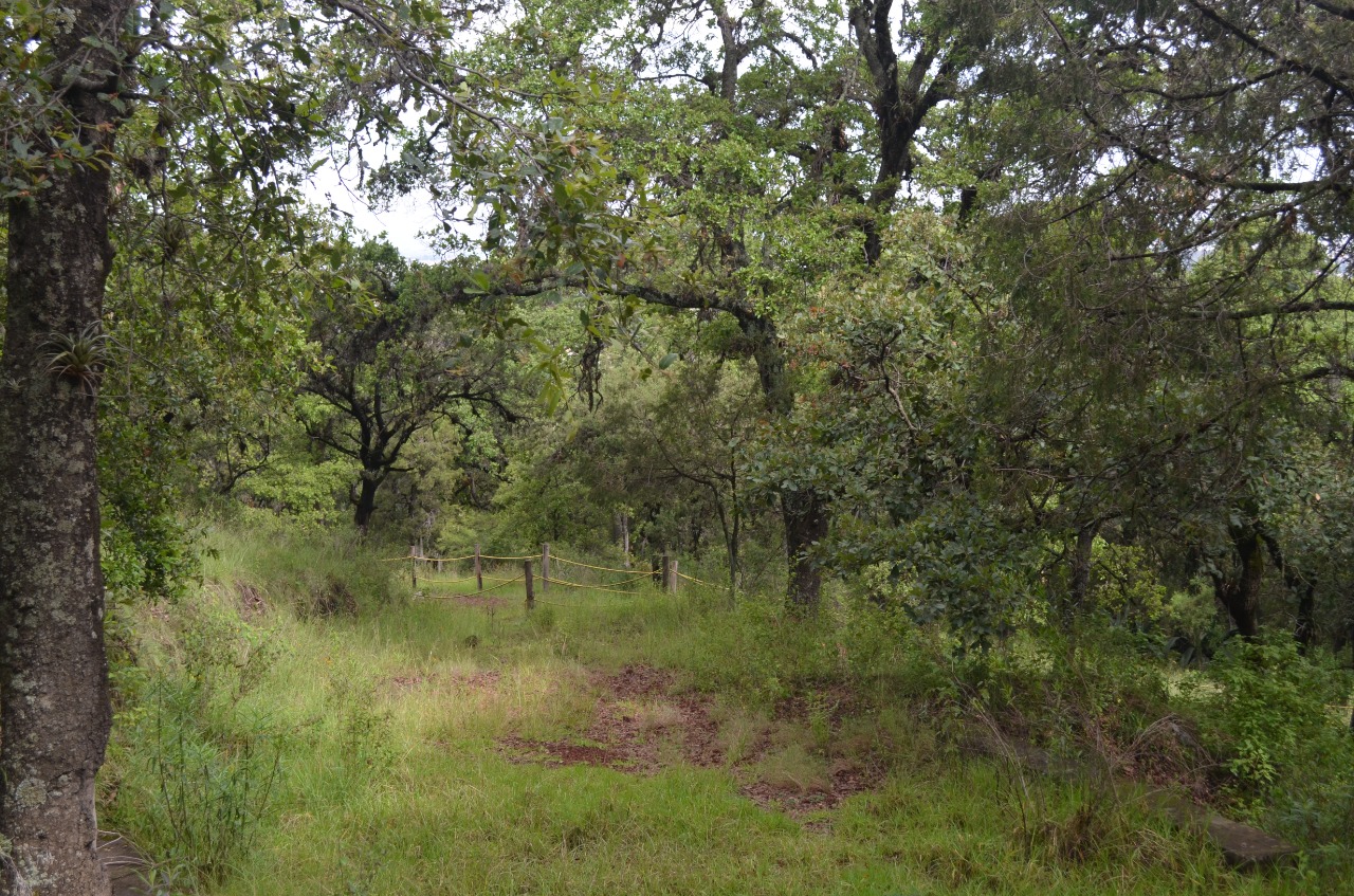 Gobierno decreta protección de 859 hectáreas más de Flor del Bosque