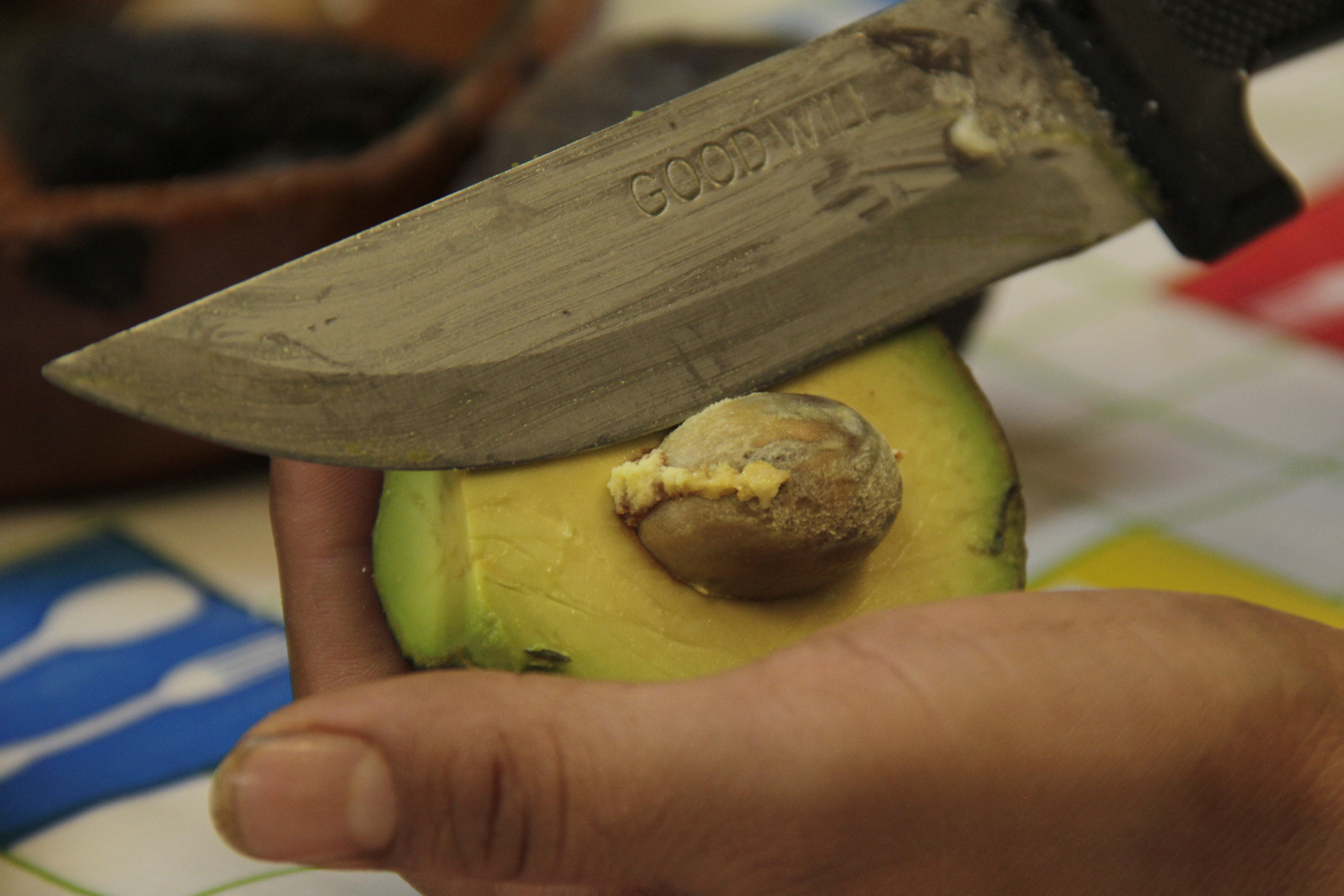 Coxcatlán proyecta vender aguacate a EEUU y Europa