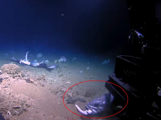 VIDEO Pez se come a tiburón de un solo bocado