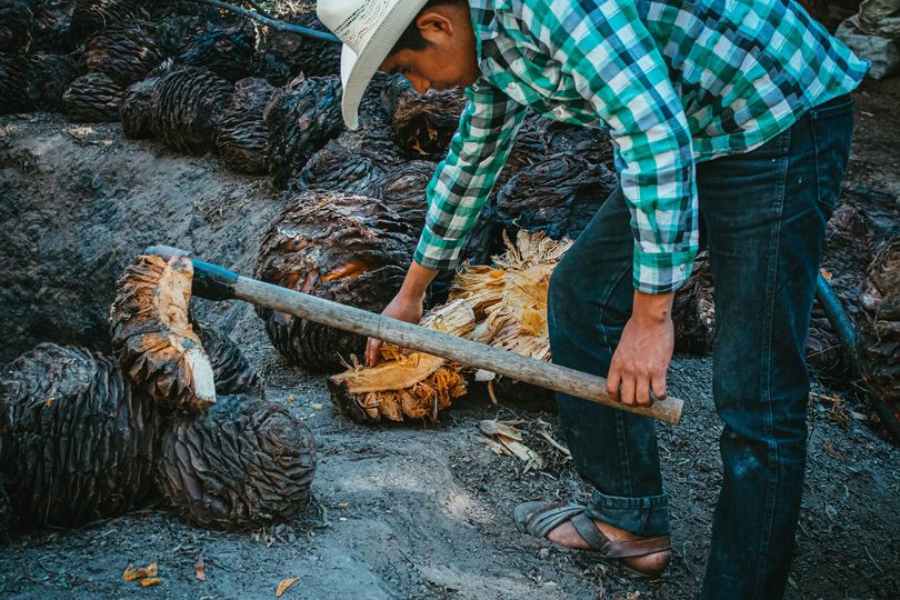 Mezcal de Tehuacán es reconocido como el mejor del país  