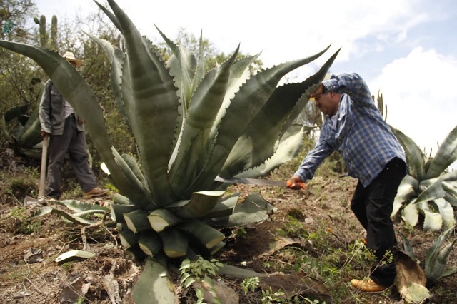 Impulsarán la Ruta del mezcal en la zona de Tehuacán