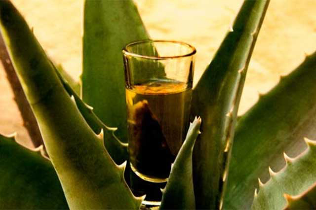 San Diego la Mesa busca agave para evitar desabasto de mezcal