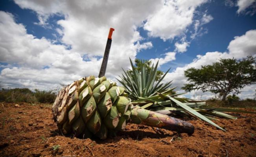 Industrialización del mezcal oaxaqueño, una cruda realidad y oportunidad para la minería