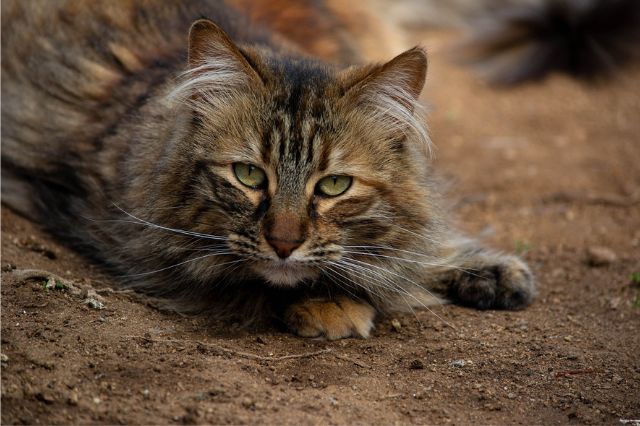 Miau Fest 2024: Una feria medieval para el rescate de gatos y el cuidado animal