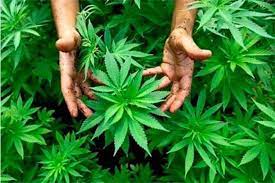 Regular uso medicinal, industrial y lúdico de cannabis: Sánchez Cordero