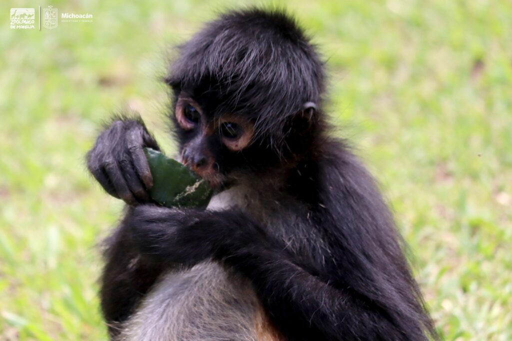 Investigan muerte de primates por calor en Tabasco y Chiapas