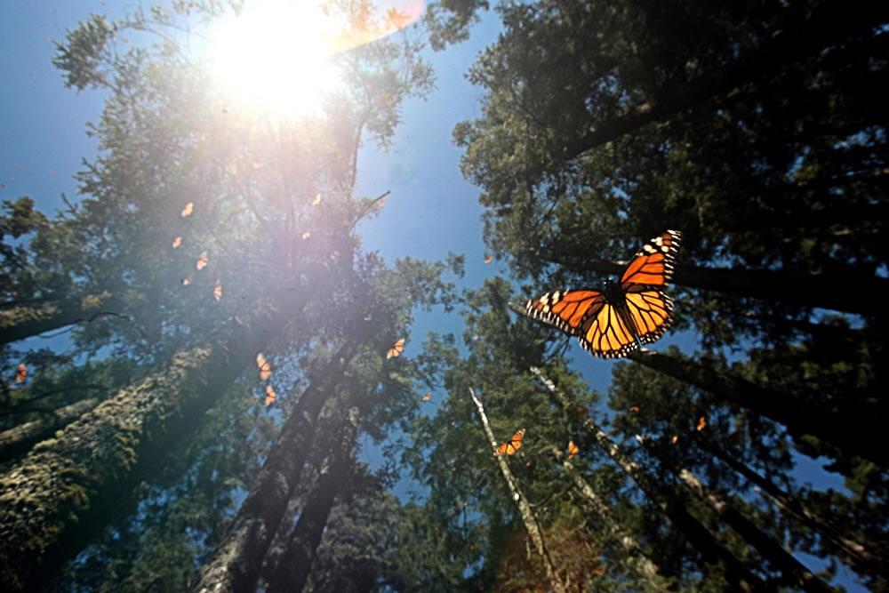 Abren sus puertas santuarios de la Mariposa Monarca en Michoacán y el Edomex