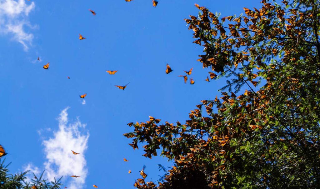 El futuro incierto de la mariposa monarca: un equilibrio en peligro