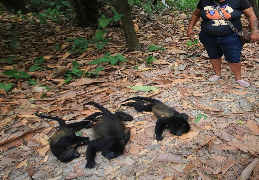 Semarnat confirma la muerte de 157 primates en Tabasco y Chiapas