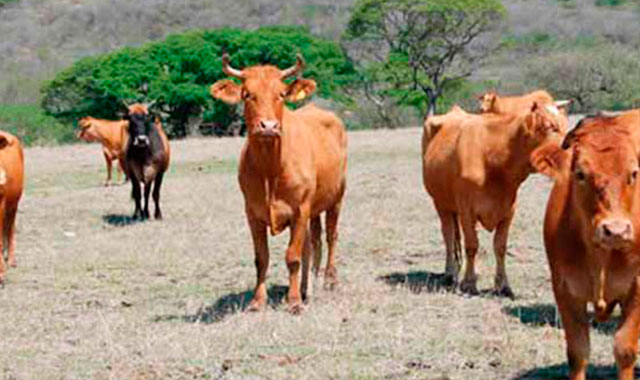 Sequía acecha producción de ganaderos en 4 municipios del estado