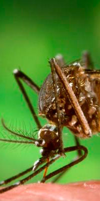 Confirman 6 casos de chikungunya en el estado de Puebla