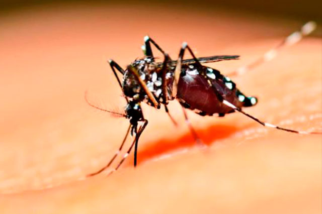 Suman en Izúcar 90 casos de dengue, afirma directora de Salud