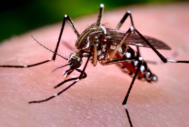 Puebla registra 412 casos positivos de dengue y un muerto