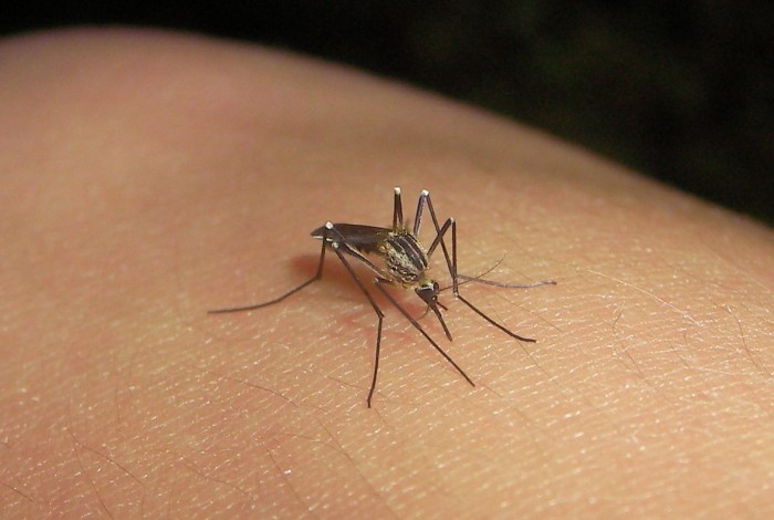 Denuncian fumigación tardía contra mosquito del dengue en Izúcar 