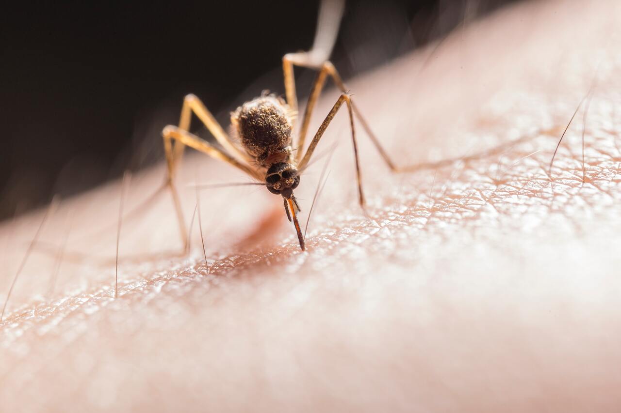 Tu gran aliado contra los mosquitos en casa: los selladores