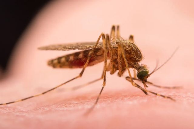 Secretaría de Salud reporta 3,857 casos y 18 muertes por dengue en México