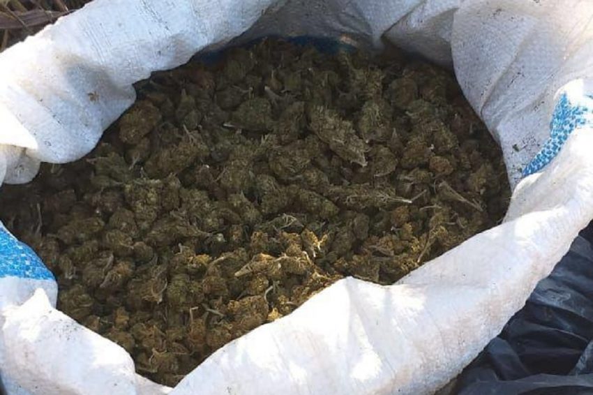 Vinculados a proceso por cargar tres costales con 35 kilos de marihuana