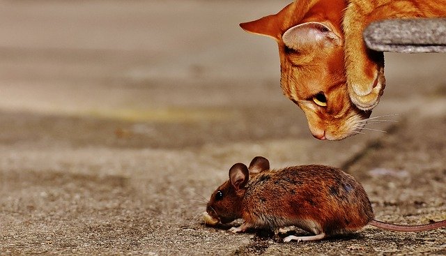 Épica foto de pelea entre ratones se vuelve mejor foto de naturaleza