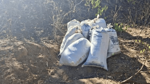 Abandonan 100 kilos de marihuana en camino de terracería