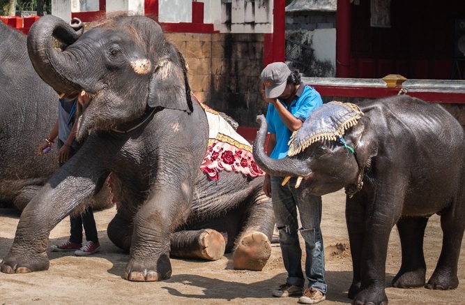 Muere bebé elefante que era obligado a bailar para turistas