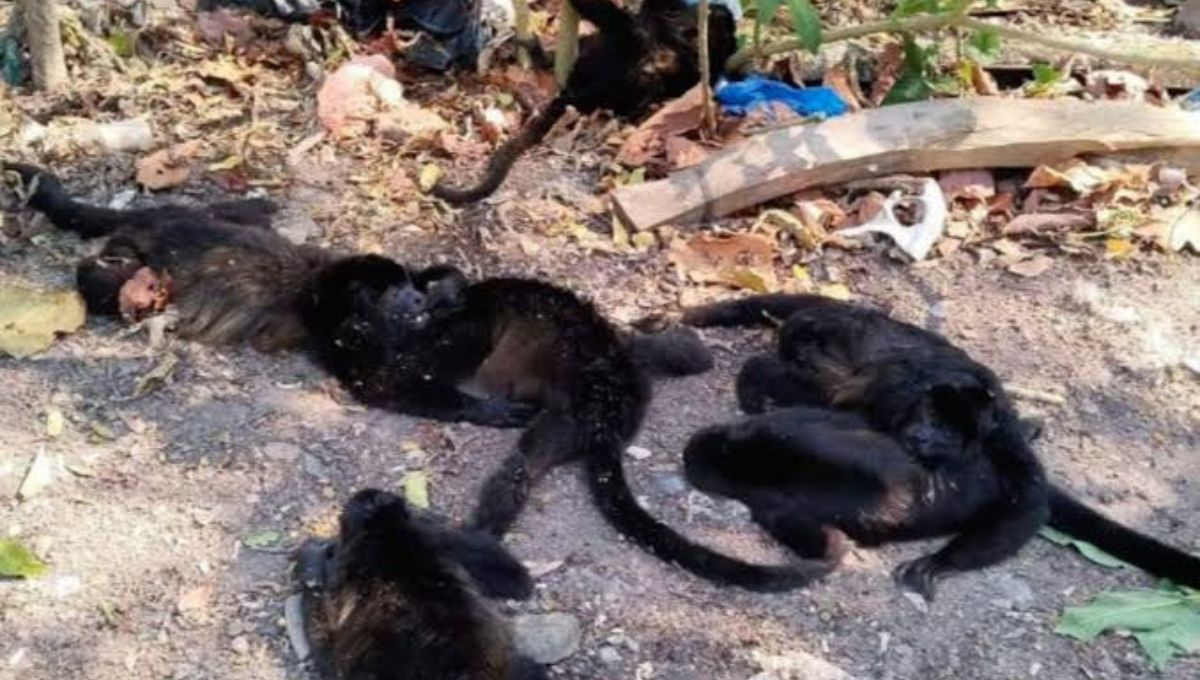 Asegura Semarnat que ya investiga deceso de primates en Tabasco y Chiapas