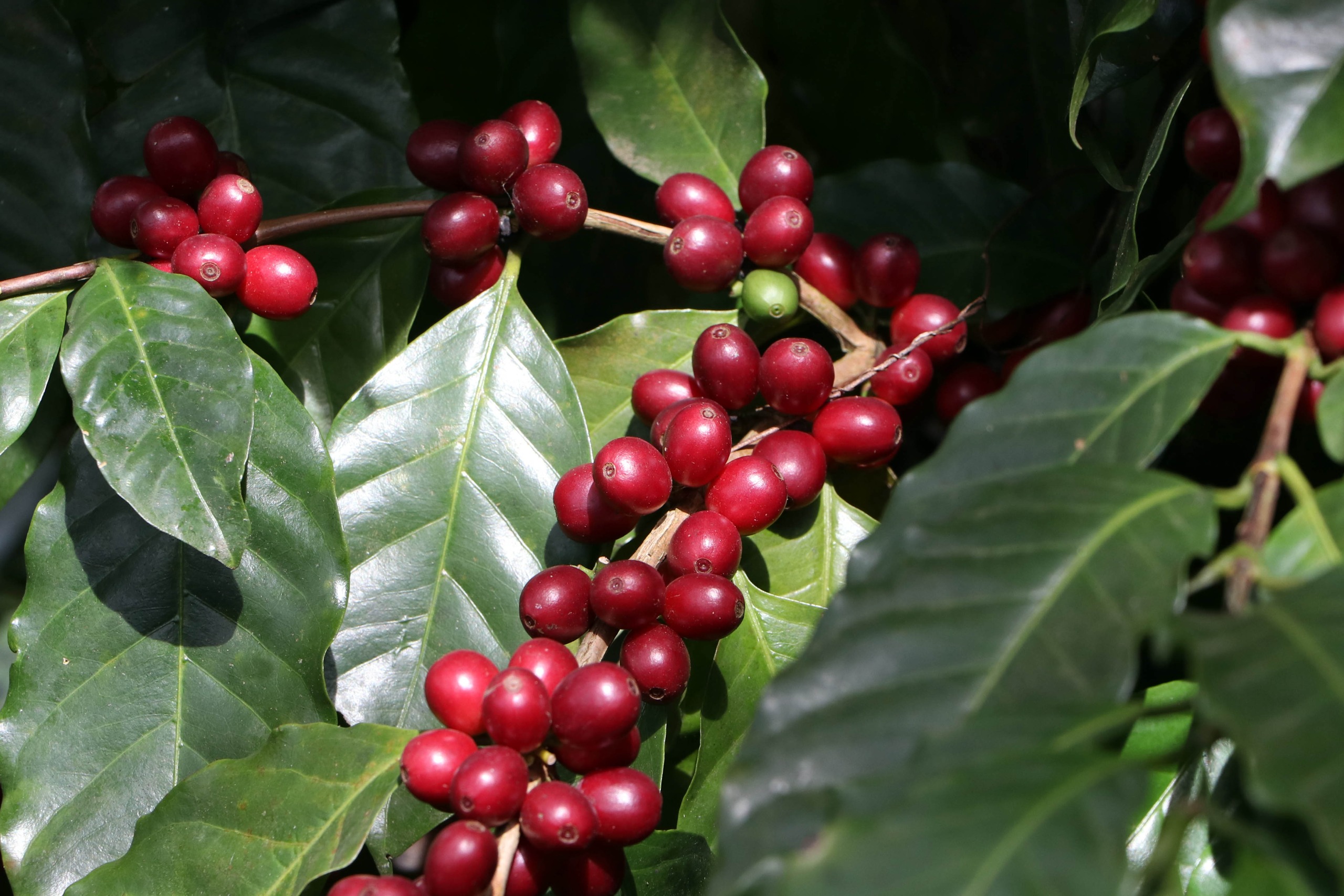 Mujeres ganan terreno como productoras de café en Puebla