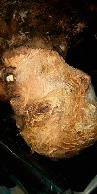 Momia del Citaltépetl es un hombre de entre 50 y 70 años