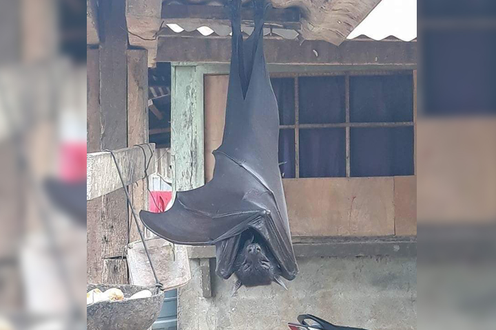 No, no es falso el murciélago gigante que ha causado terror