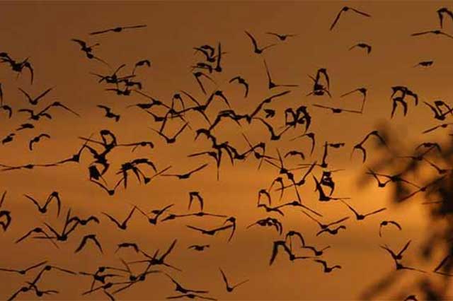Crecimiento poblacional en Tehuacán afecta el hábitat de murciélagos