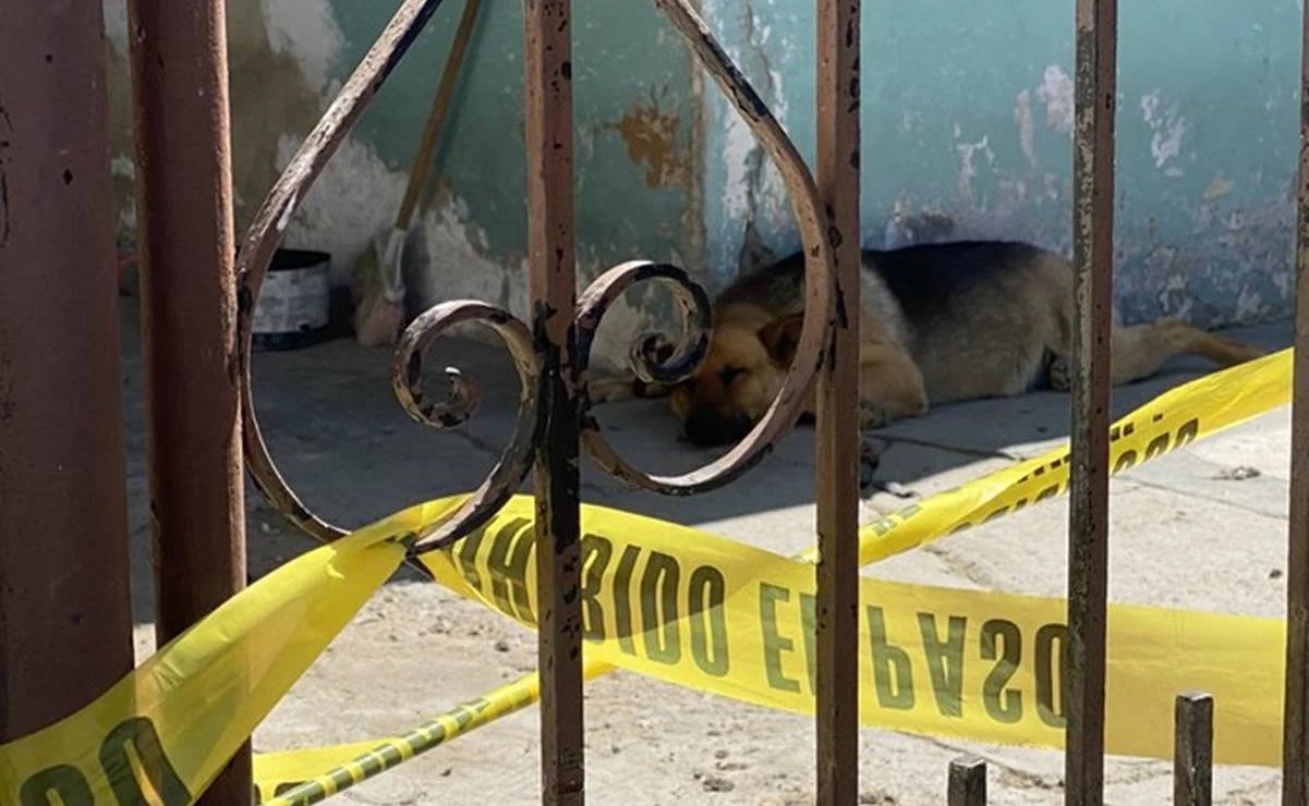 VIDEO De narcoperro a Fiscal: el perrito rescatado por el Ejército en narcotúnel