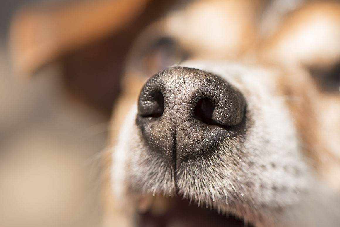 Ofrecen en Tehuacán 10 mil pesos para dar con responsable de envenenar animales 