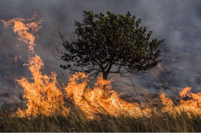 Incendios Forestales en México Afectan 1.6 Millones de Hectáreas en 2024