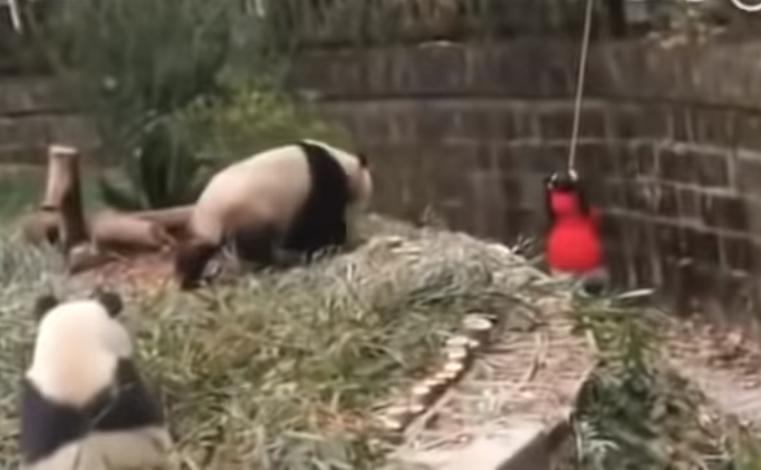 VIDEO: Niña cae en jaula de pandas en zoológico 